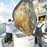 Sea Creature: Huge stingray skate found near Miami coast